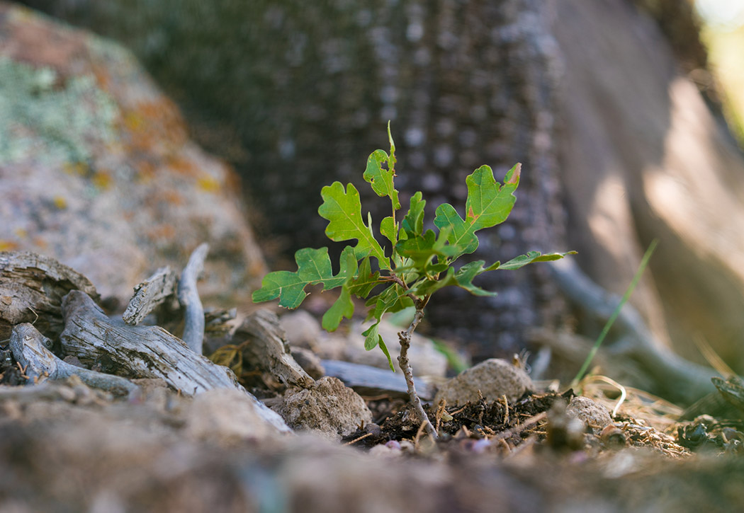 Gambel's oak seedling close up